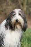 BEARDED COLLIE 417